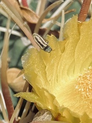 Acmaeodera quadrivittata