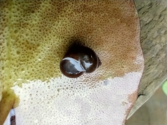 Bithynia tentaculata