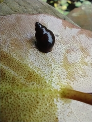 Bithynia tentaculata