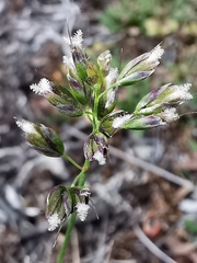 Anthoxanthum monticola