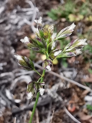Anthoxanthum monticola