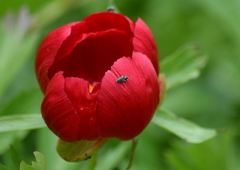 Paeonia peregrina