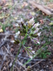 Anthoxanthum monticola