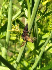 Apiomerus erythromelas