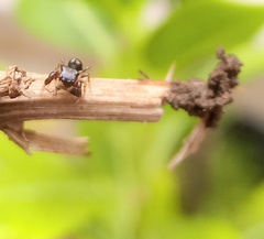 Harmochirus brachiatus