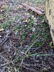 Anthoxanthum monticola