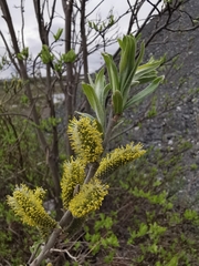 Salix