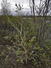 Salix