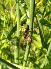 Apiomerus erythromelas