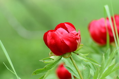 Paeonia peregrina