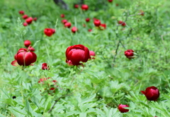 Paeonia peregrina