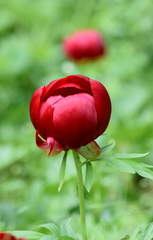Paeonia peregrina