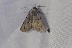 Sympistis ragani