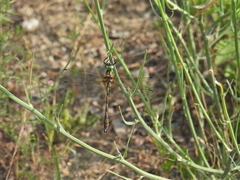 Oxygastra curtisii