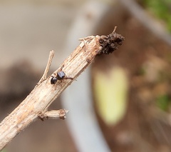 Harmochirus brachiatus