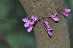 Cercis siliquastrum