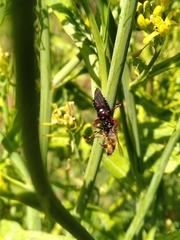 Apiomerus erythromelas