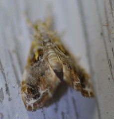 Glaphyria basiflavalis