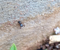 Harmochirus brachiatus
