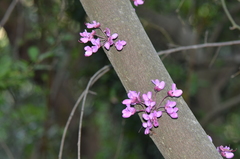 Cercis siliquastrum