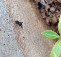 Harmochirus brachiatus