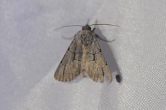 Sympistis ragani
