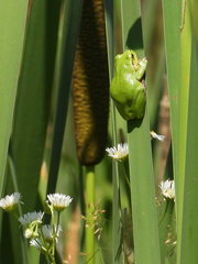 Hyla intermedia perrini