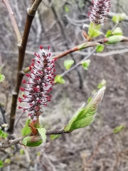 Salix