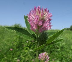 Trifolium medium