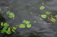 Nuphar lutea