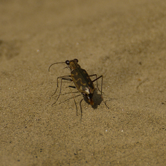 Ellipsoptera cuprascens