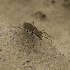 Ellipsoptera cuprascens