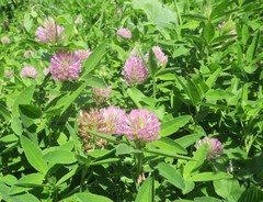 Trifolium medium
