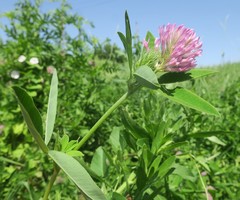 Trifolium medium