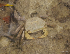 Parasesarma erythodactylum