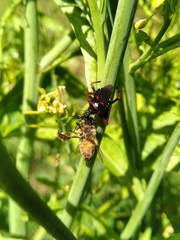 Apiomerus erythromelas