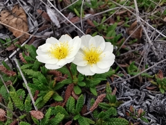 Dryas octopetala
