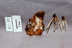 Pterulicium subsimplex