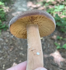 Lactifluus