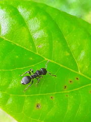 Procryptocerus