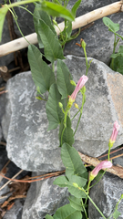 Convolvulus arvensis