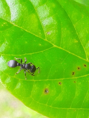 Procryptocerus