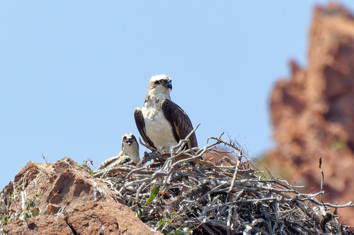 Águila pescadora (Pandion haliaetus)