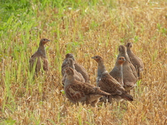 Perdix perdix