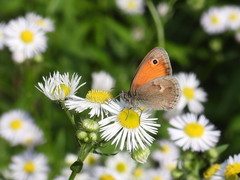 Coenonympha pamphilus