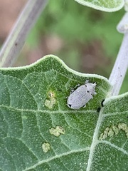 Trichobaris