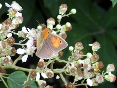 Maniola jurtina