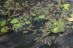 Potamogeton nodosus
