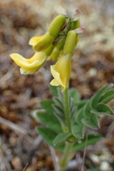 Astragalus umbellatus