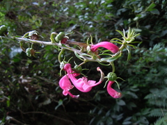 Centropogon urubambae